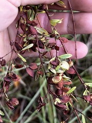 Hypericum hypericoides