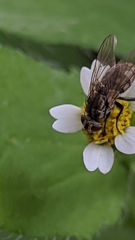 Diptera