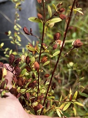 Hypericum hypericoides