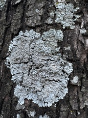 Physcia americana