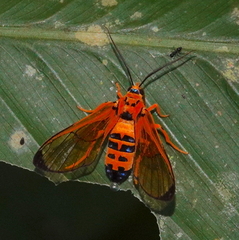 Gymnelia eusebia