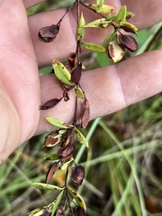 Hypericum hypericoides