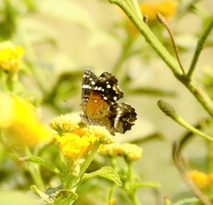 Anthanassa texana texana