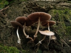 Candolleomyces tuberculatus