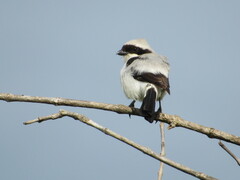 Lanius excubitoroides