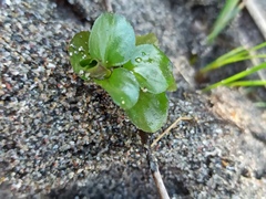 Lysimachia nummularia