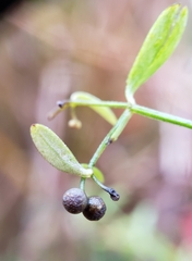 Galium labradoricum