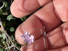 Limonium virgatum