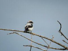 Lanius excubitoroides