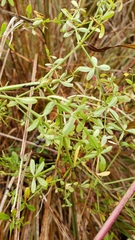 Galium labradoricum