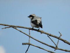 Lanius excubitoroides