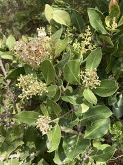 Olea capensis