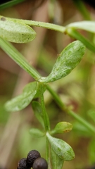 Galium labradoricum