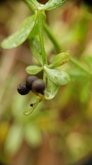 Galium labradoricum