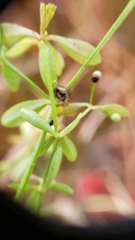 Galium labradoricum