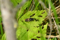 Stratiomyini