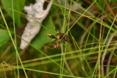 Ontholestes cingulatus