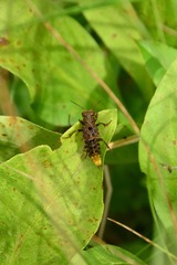 Ontholestes cingulatus