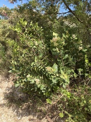 Olea capensis