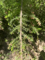 Erica lusitanica