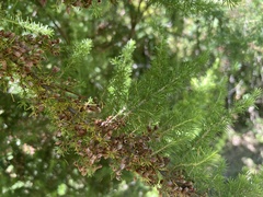 Erica lusitanica