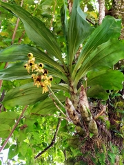 Catasetum integerrimum