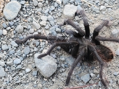 Aphonopelma eutylenum