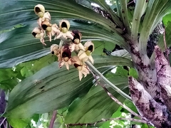Catasetum integerrimum