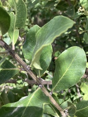 Olea capensis