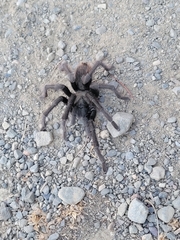 Aphonopelma eutylenum