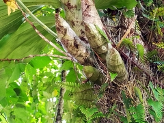 Catasetum integerrimum