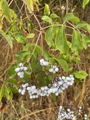 Sambucus cerulea