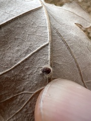 Neuroterus verrucarum