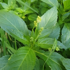 Mercurialis annua