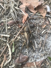 Neoscapteriscus borellii