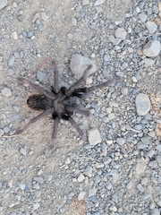 Aphonopelma eutylenum