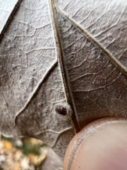 Neuroterus verrucarum