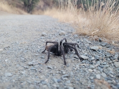 Aphonopelma eutylenum