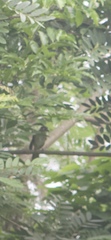 Nicator chloris