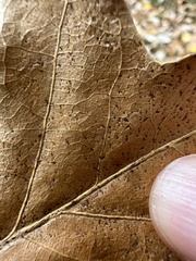 Neuroterus verrucarum