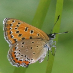 Lycaena helle