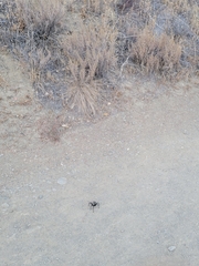 Aphonopelma eutylenum