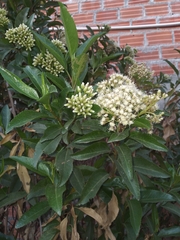 Baccharis latifolia