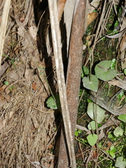 Acianthus sinclairii