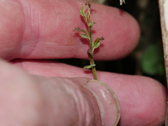 Acianthus sinclairii