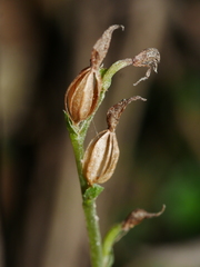 Acianthus sinclairii