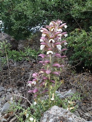 Acanthus spinosus
