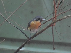 Symposiachrus trivirgatus