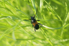 Chrysoprasis basalis