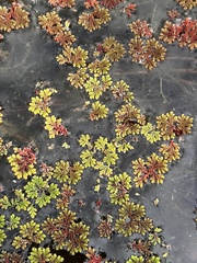 Azolla caroliniana